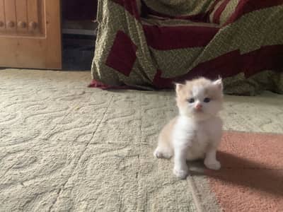 Persian punch face extreme quality kittens