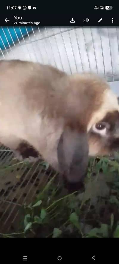 Holland loop breeder male