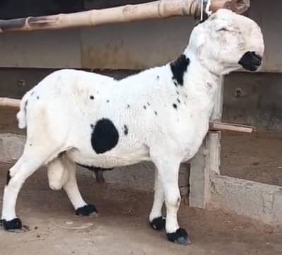 Mundra Dumba