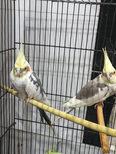 Cockatiel Breeder Pair