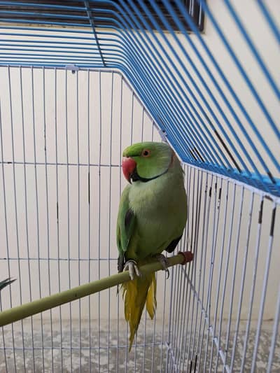 male parrot breeder