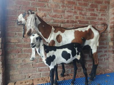 Goat | 2 goats with kids & bakra nagra dabba | available For sale