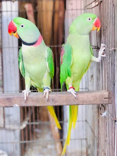 raw parrot pair