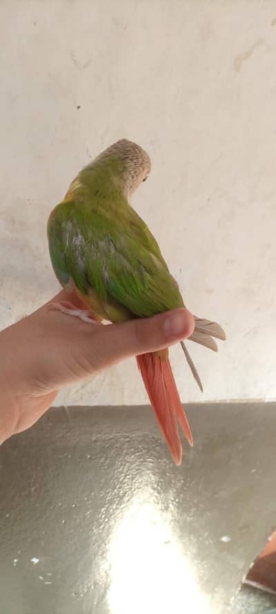 parrot