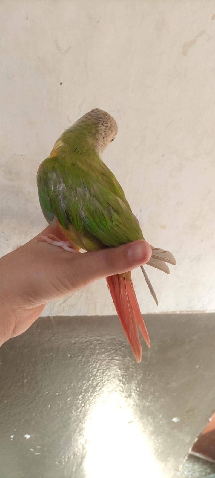 parrot 0