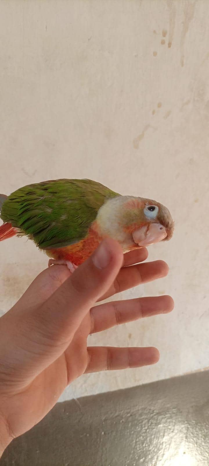 parrot 1