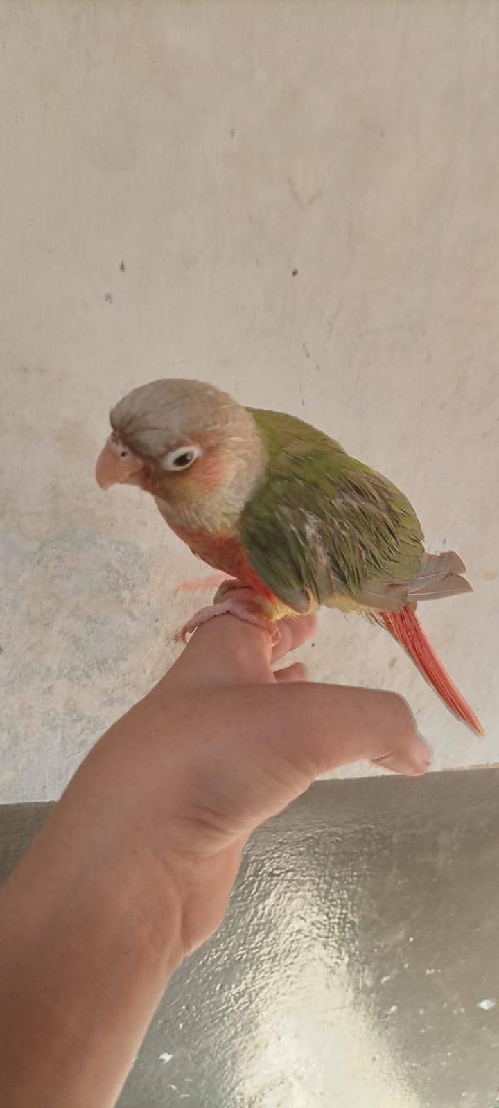 parrot 2