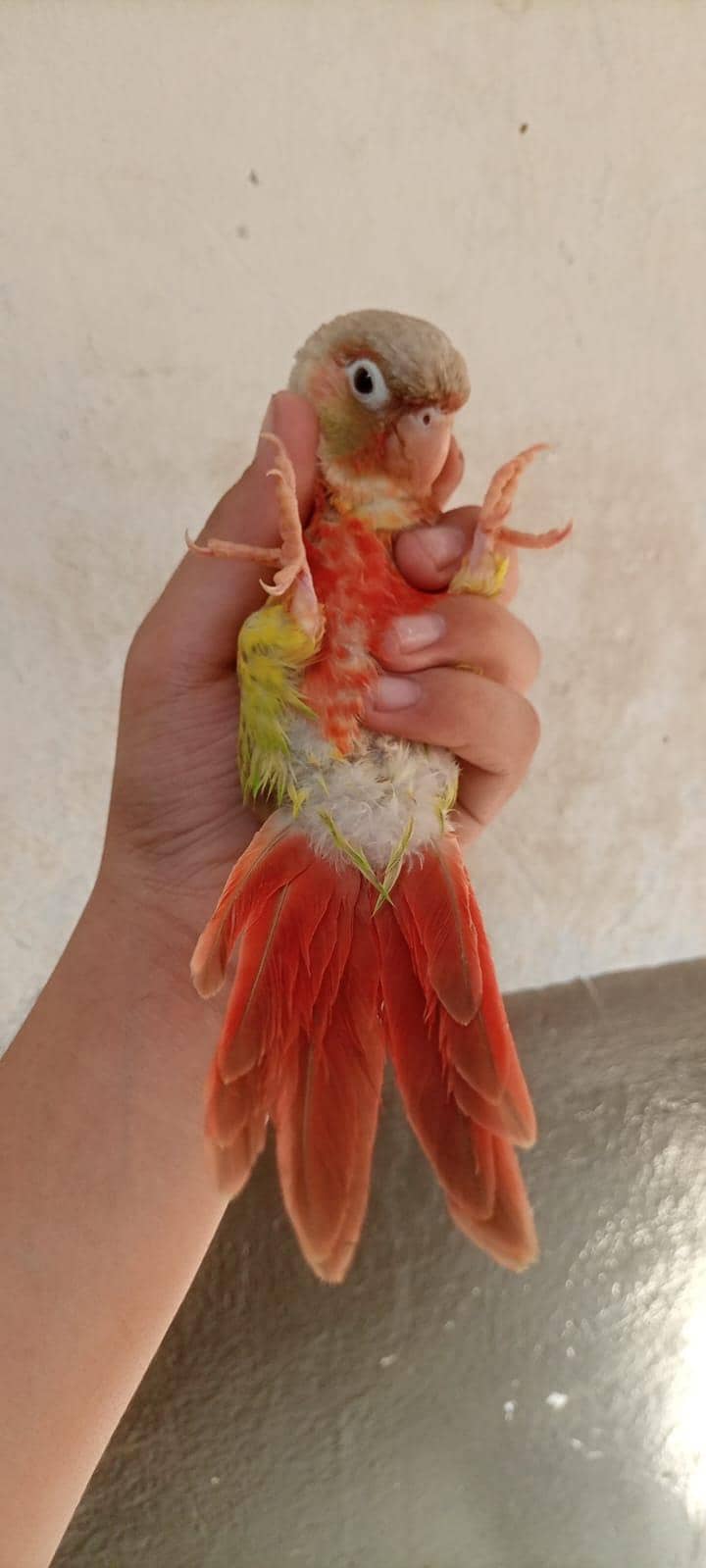 parrot 3