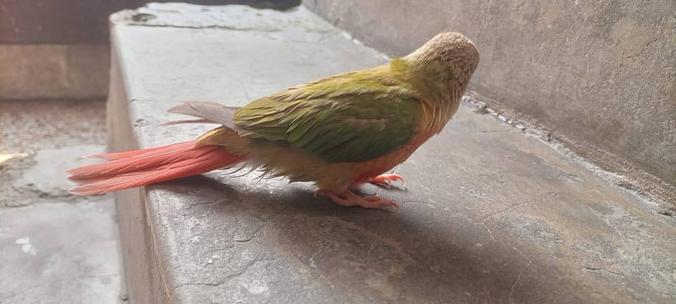parrot 4