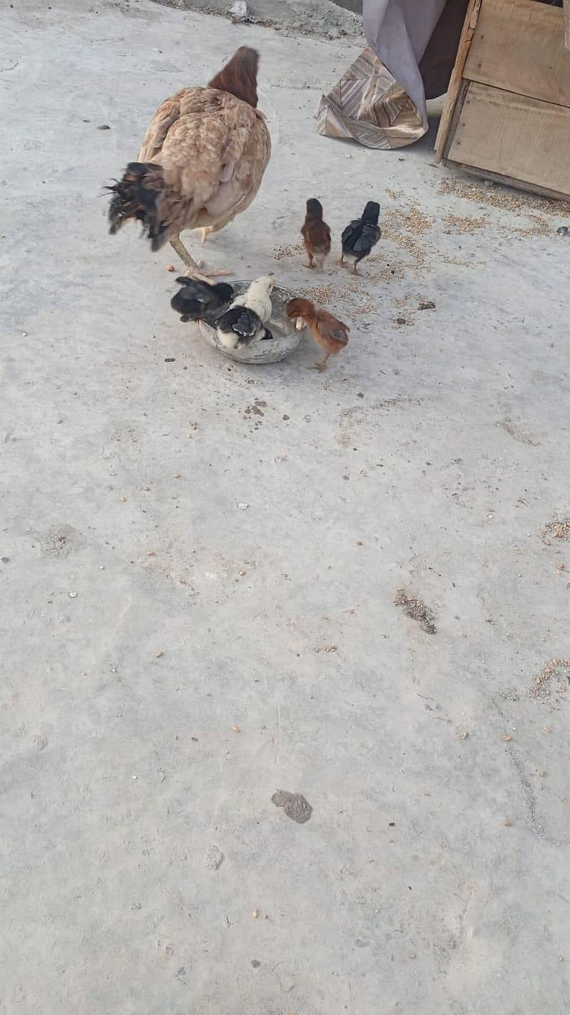 Australorp chicks 0