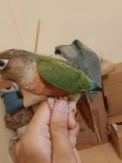 green cheek conure high red fector HANDTHME