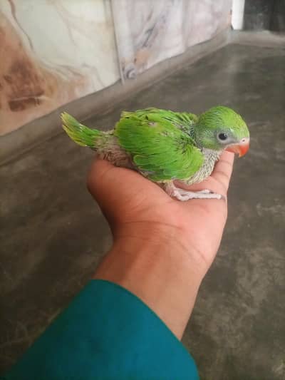 baby parrot