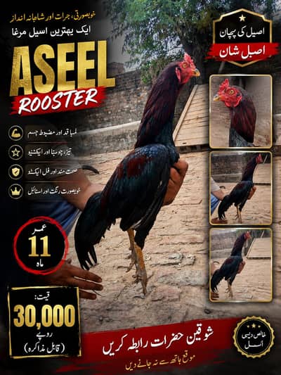 Aseel | Aseel Murgha | Pakistani Aseel | Aseel Rooster | Asil Murga 