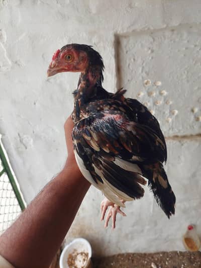 pure mianwali aseel chiks for sale WhatsApp 03456005070