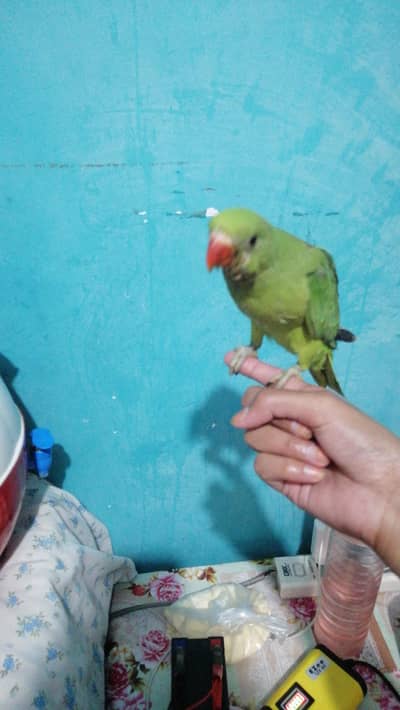 Green parrot