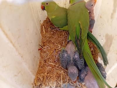 ringneck parrots baby cheek