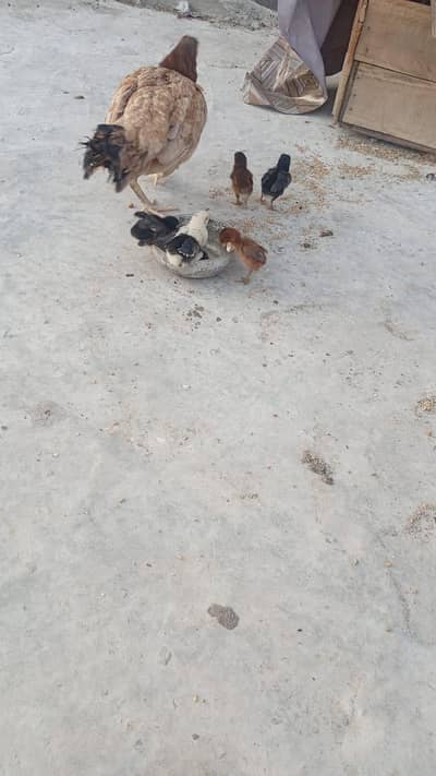 Australorp chicks healthy active