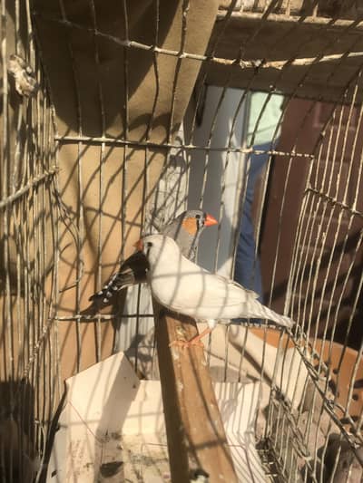 18 piece finches for sale