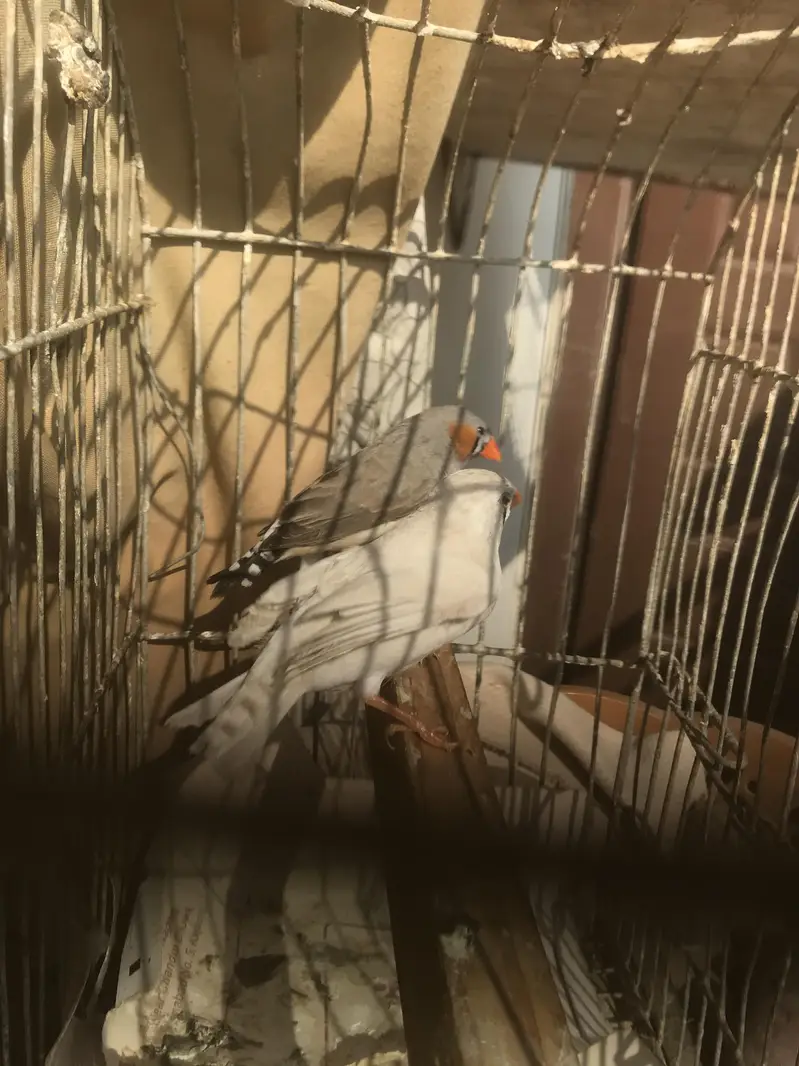 18 piece finches for sale — photo 2