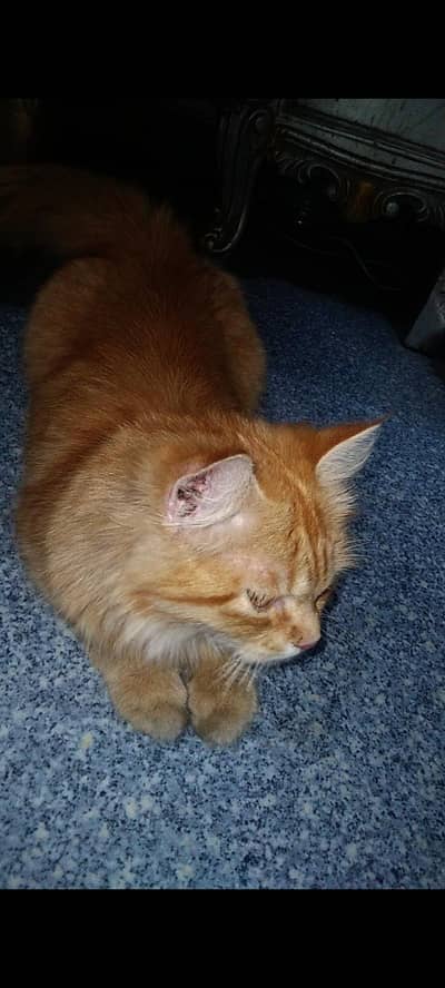 Female Golden Persian Cat