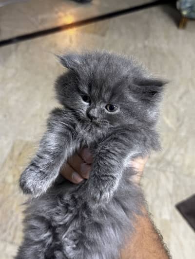 High quality home bred persian kittens for sale