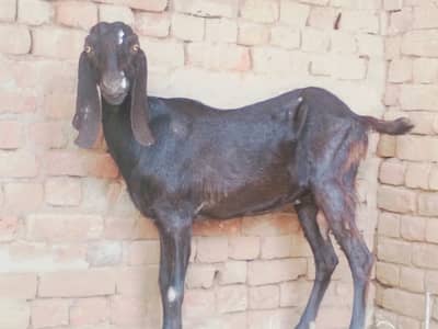 Goat for sale