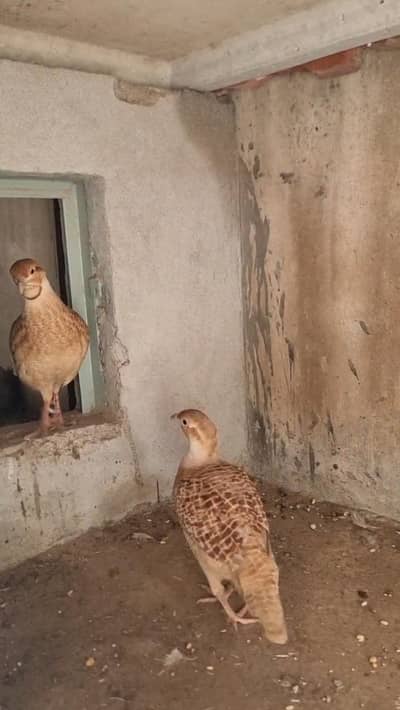 Dakhni Teetar breeder pair