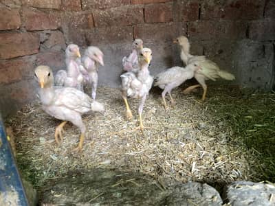 Aseel Chicks