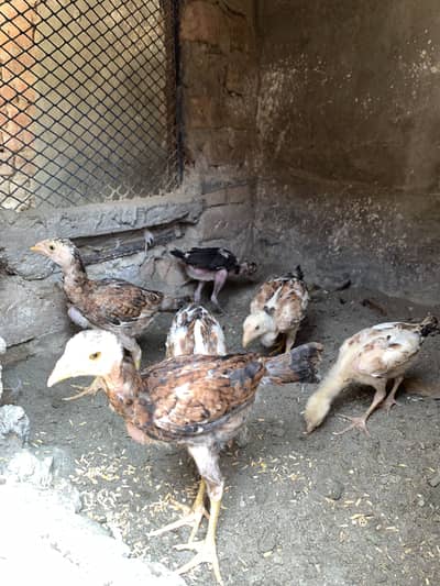 Aseel Chicks