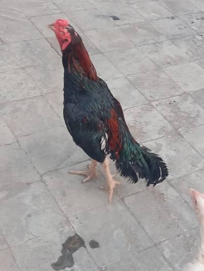 assel murga