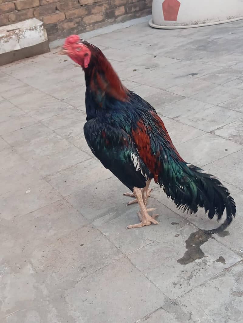 assel murga 2