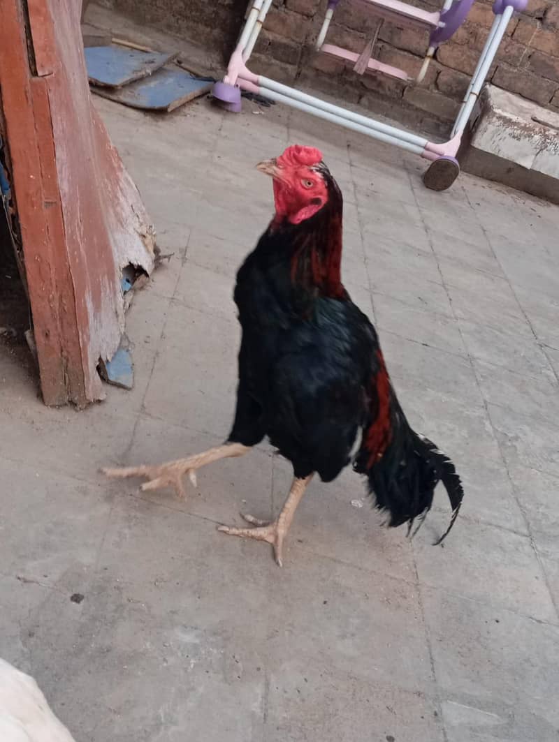 assel murga 3