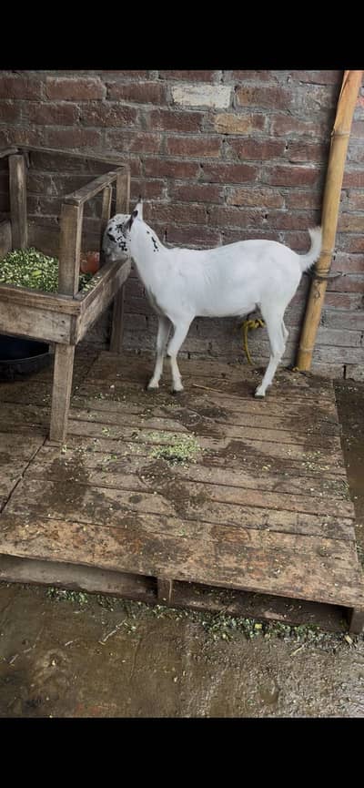 Burbari goat male 7 month full active