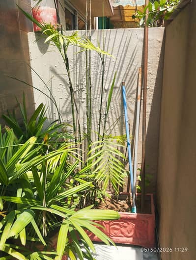 plants for sale with pots