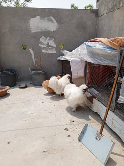 Silkie Pair + 1 Bird | Healthy Adult Silkie Chickens For Sale