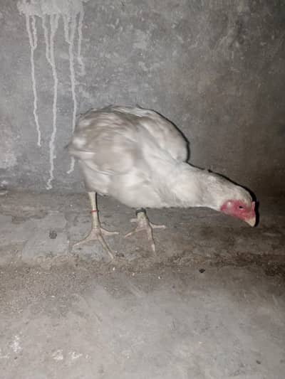 peyor heri morgi