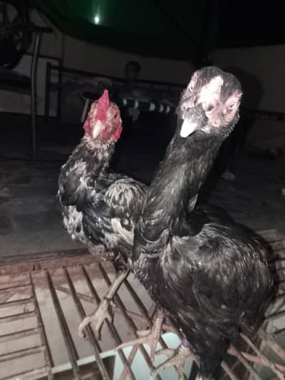 Hen For Sale Both Male and Female