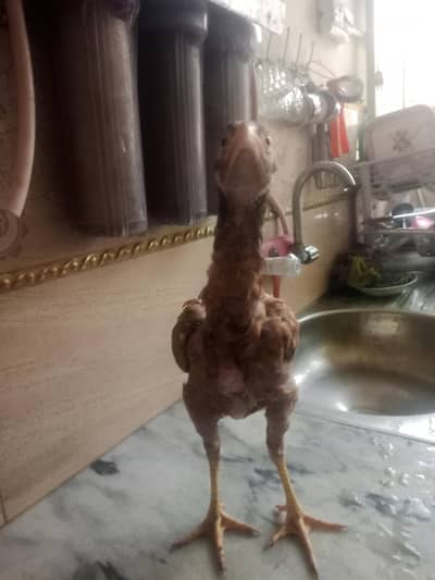 Aseel chicks age 3.5 month active and healthy