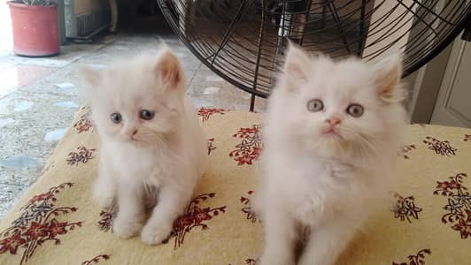Persian kittens