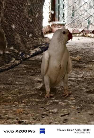 White ringneck chick available