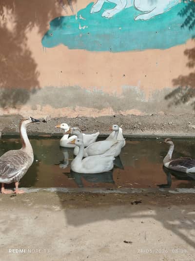 ducks for sale