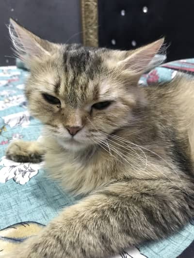 Cat for sale urgent
