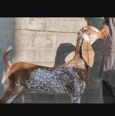 Makhi cheeni Bakri