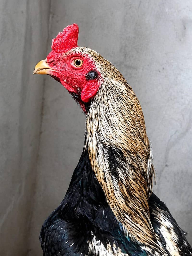 Good Quality Java Rooster 1