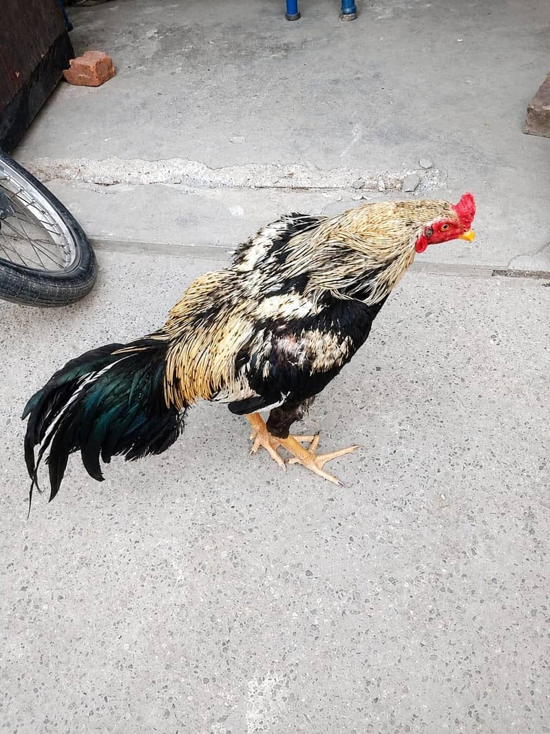 Good Quality Java Rooster 2