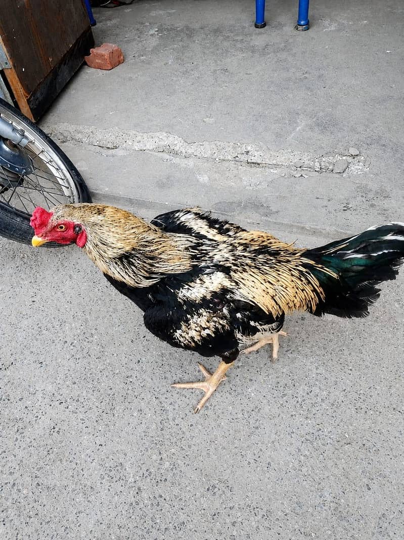 Good Quality Java Rooster 3