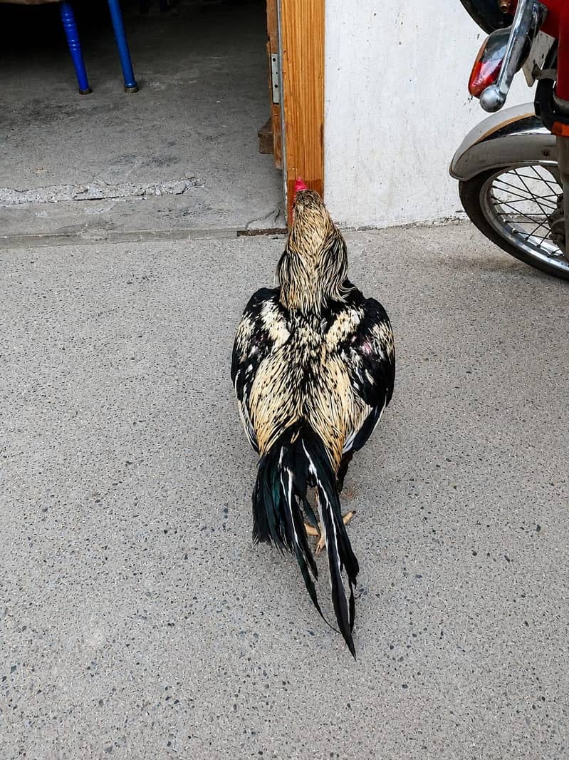 Good Quality Java Rooster 4