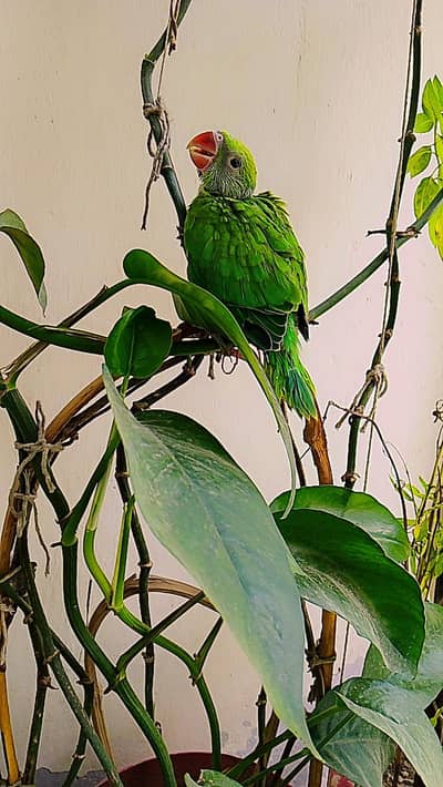 Green parrot