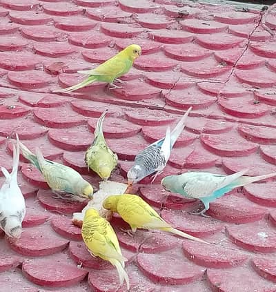 Aviary me ghomne wale azad Healthy Budgie, Dove, Aseel Murgh & Chooze