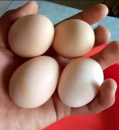 Orangnic Eggs